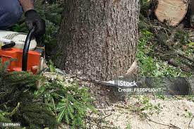 Best Tree Disease Treatment  in Crouch Mesa, NM