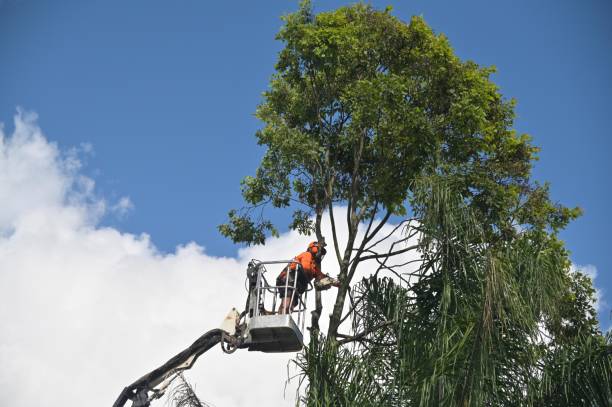 Mulching Services in Crouch Mesa, NM