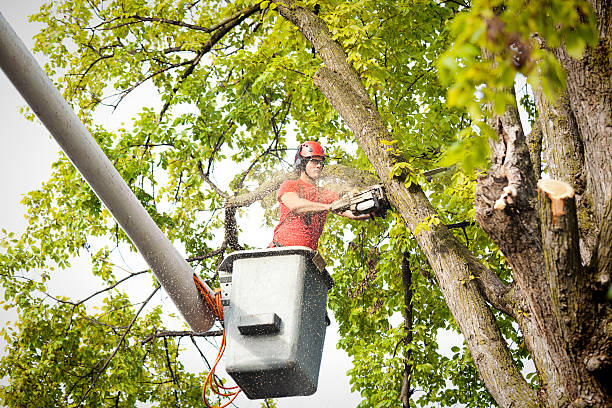 Best Emergency Tree Removal  in Crouch Mesa, NM