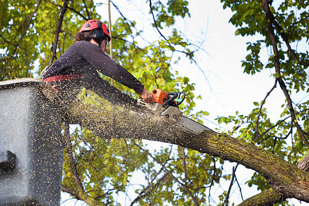 Best Leaf Removal  in Crouch Mesa, NM