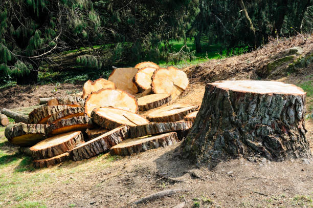 Reliable Crouch Mesa, NM Tree Care Solutions